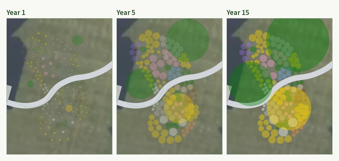Three frames of the same Plantyd plan in summer at year 1, year 5 and year 15. At year 1 the plants are small dots inside dashed mature-size rings with bare ground between them; by year 5 the masses have filled most of the bed; by year 15 two large tree canopies overlap the perennial masses beneath them